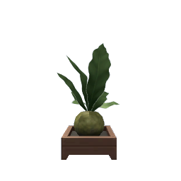 Kokedama Plant- V6