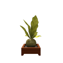 Kokedama Plant- V7