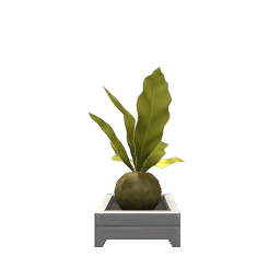 Kokedama Plant- V8