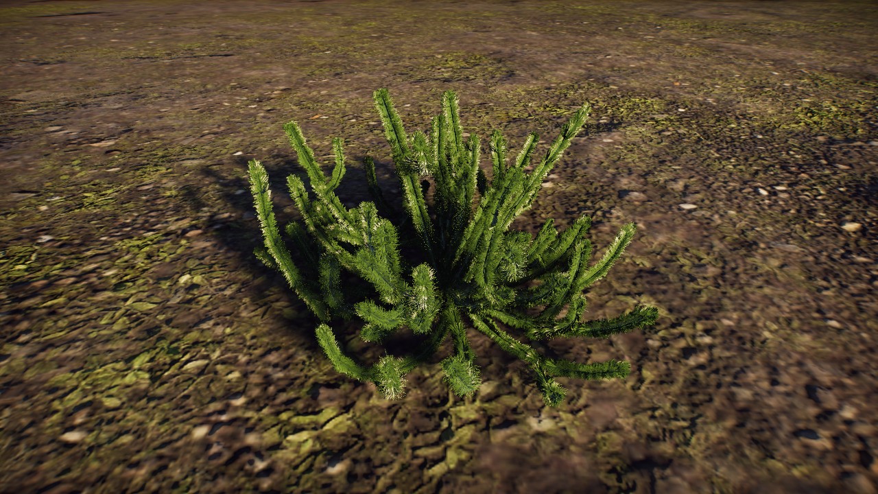 Lycopodium