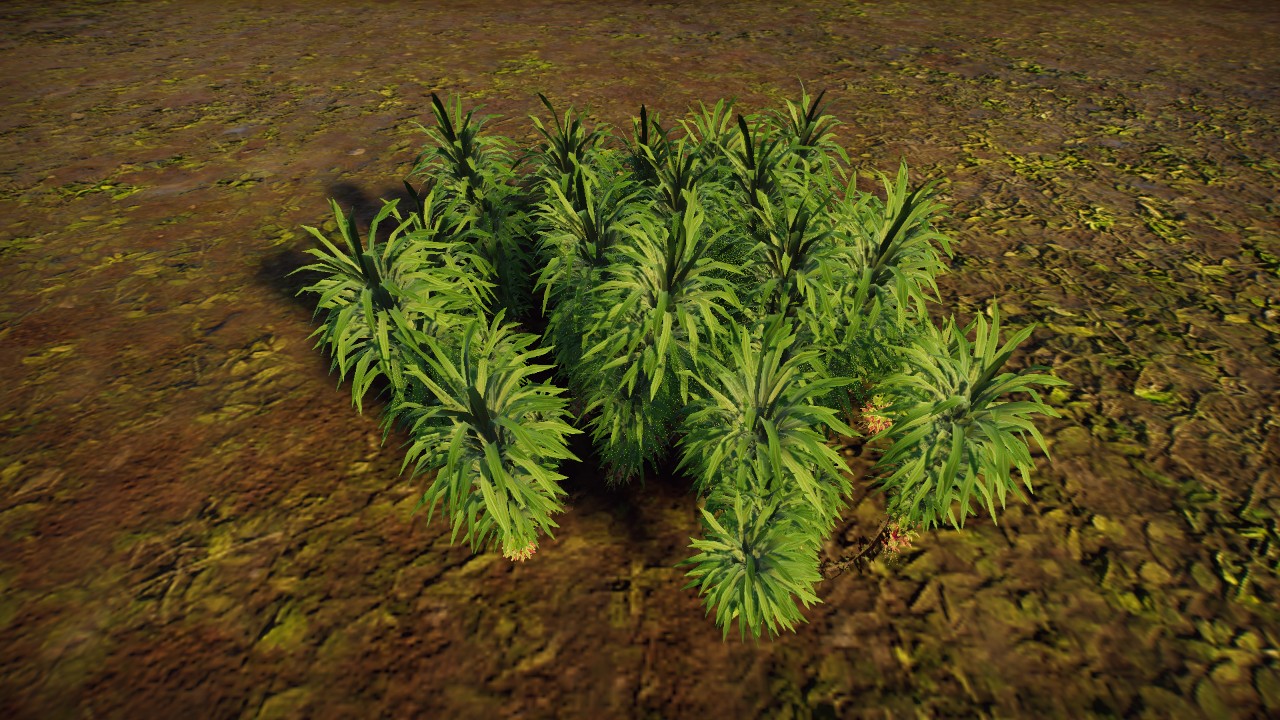 Lycopodium sp.