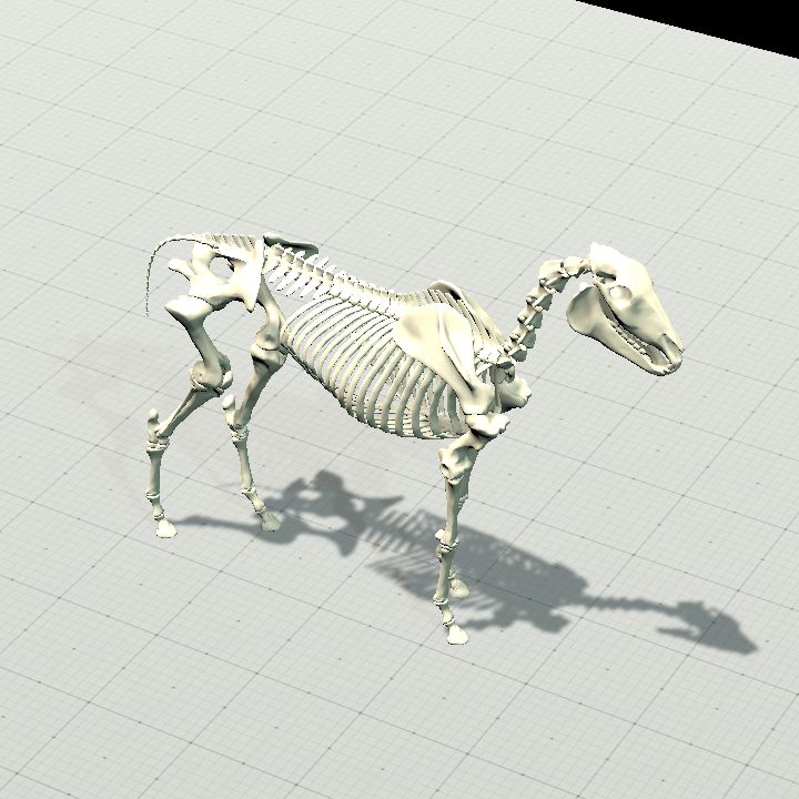 Skeletal Horse