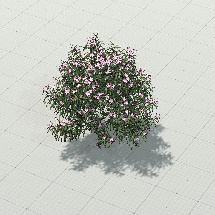 Oleander Tree