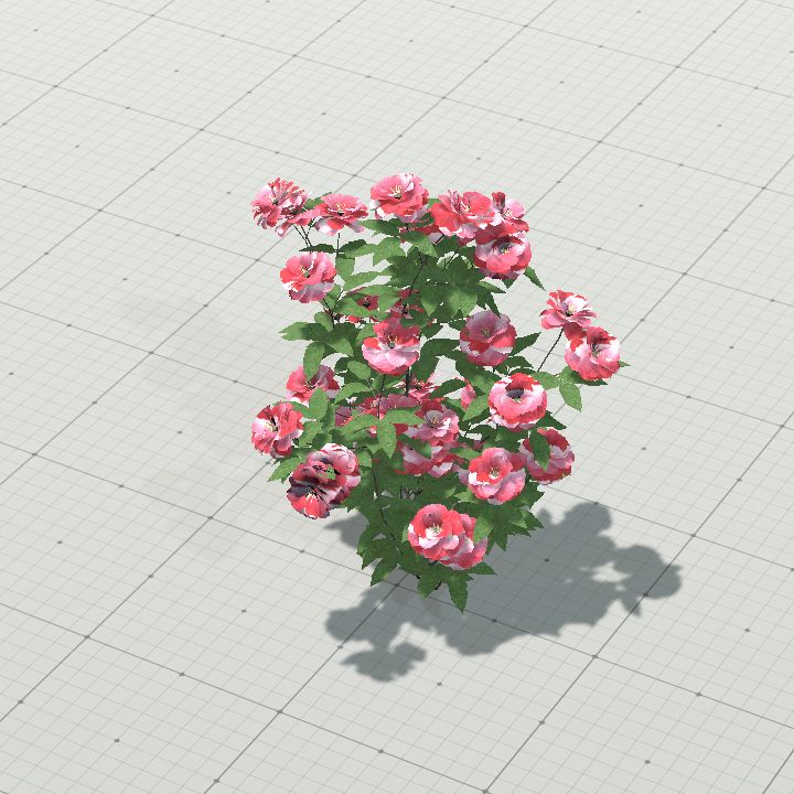 Rose bush