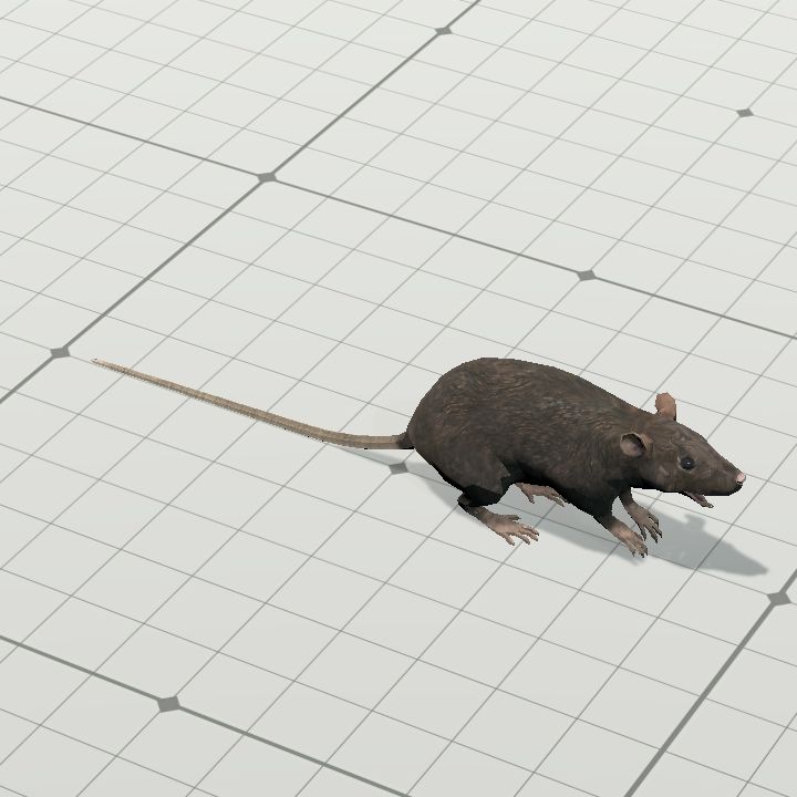 Rat