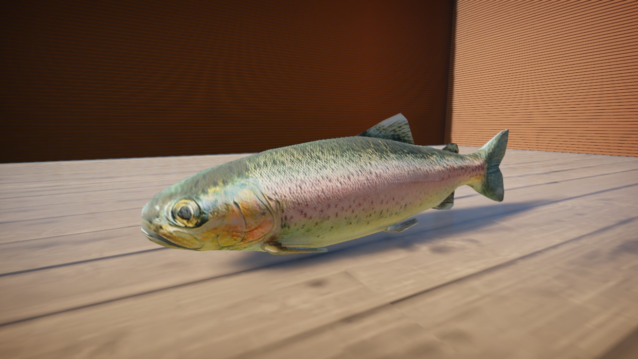 Rainbow Trout