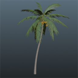 Coconut Palm  4m