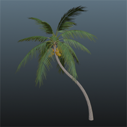 Coconut Palm  3.5m
