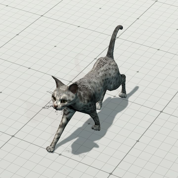 Cat, Feral