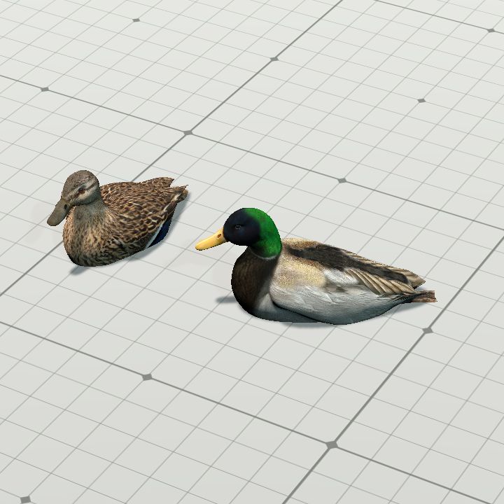 Ducks, Pair of