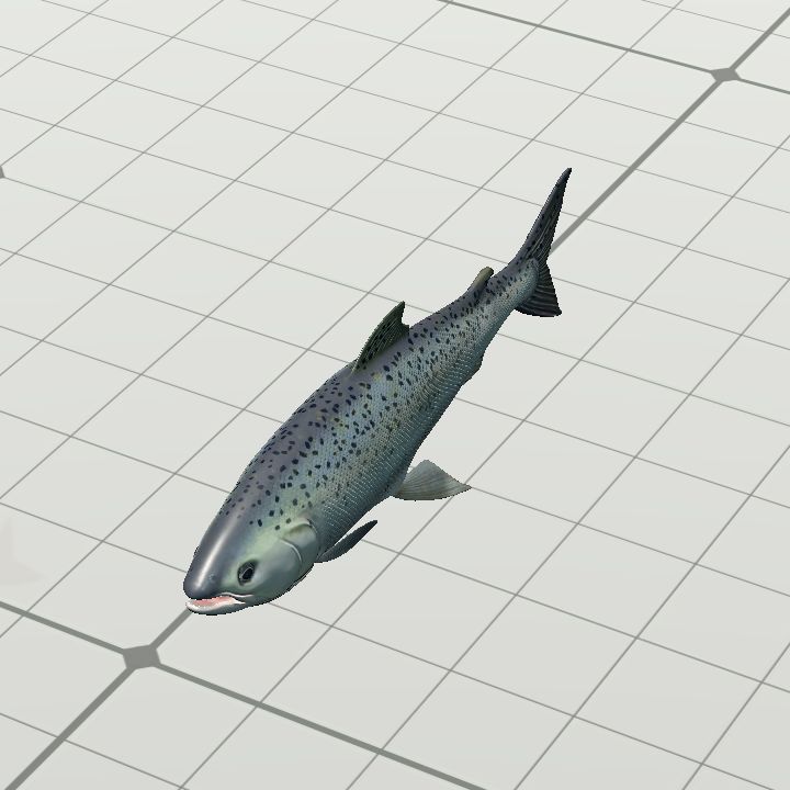 Fish, Trout