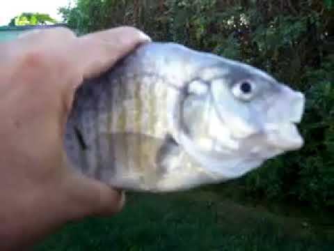 Goofy ahh fish – Barotrauma Mod