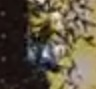 Mine Layer