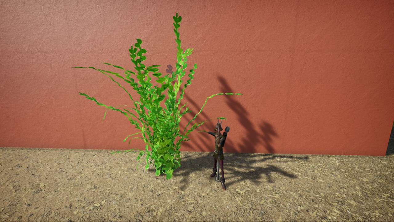 Ocotillo