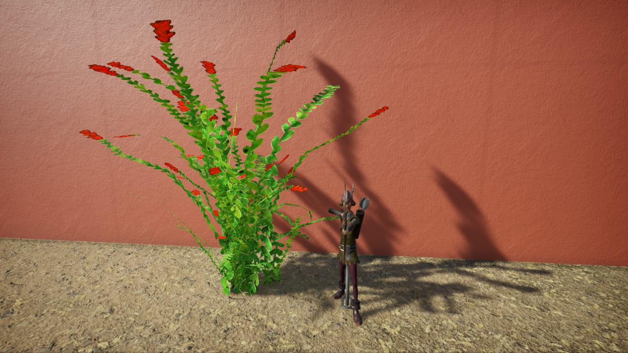 Flowering Ocotillo