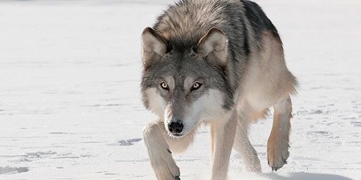 Grey Wolves Server Pack