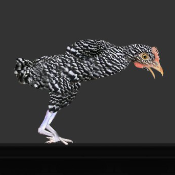 Pet Raptor Chicken – Barotrauma Mod