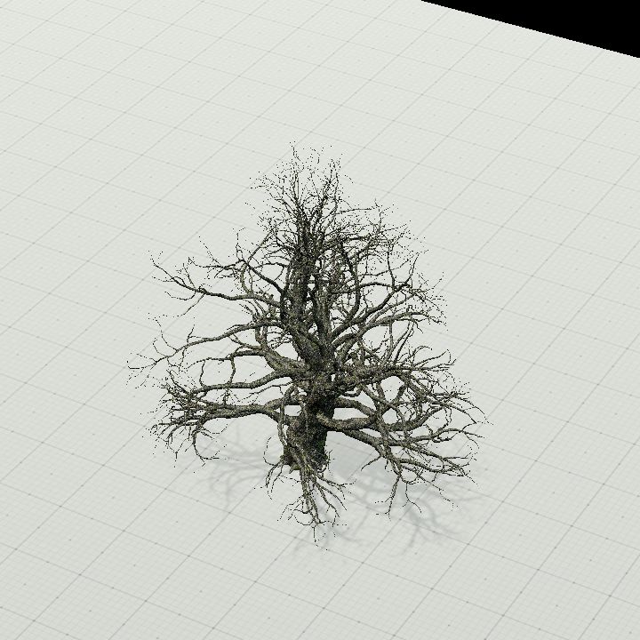 Tree, Old Mossy