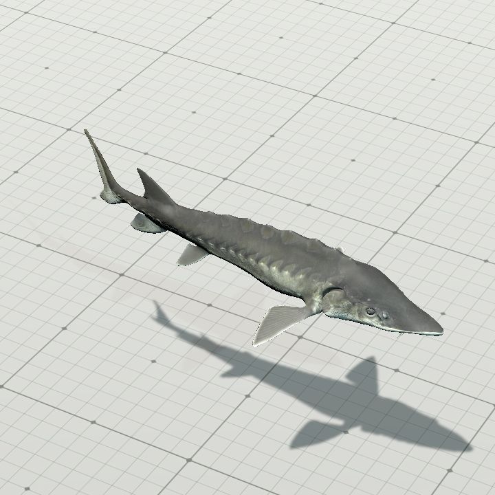 Fish, Atlantic Sturgeon {Animated}