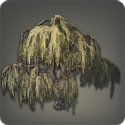 Far Eastern Willow Tree