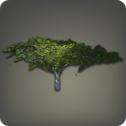 Desert Ironwood Tree
