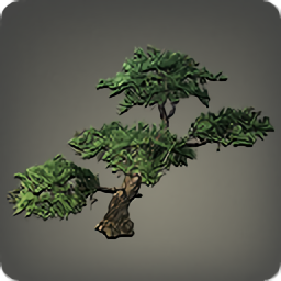 Eastern Pine Tree
