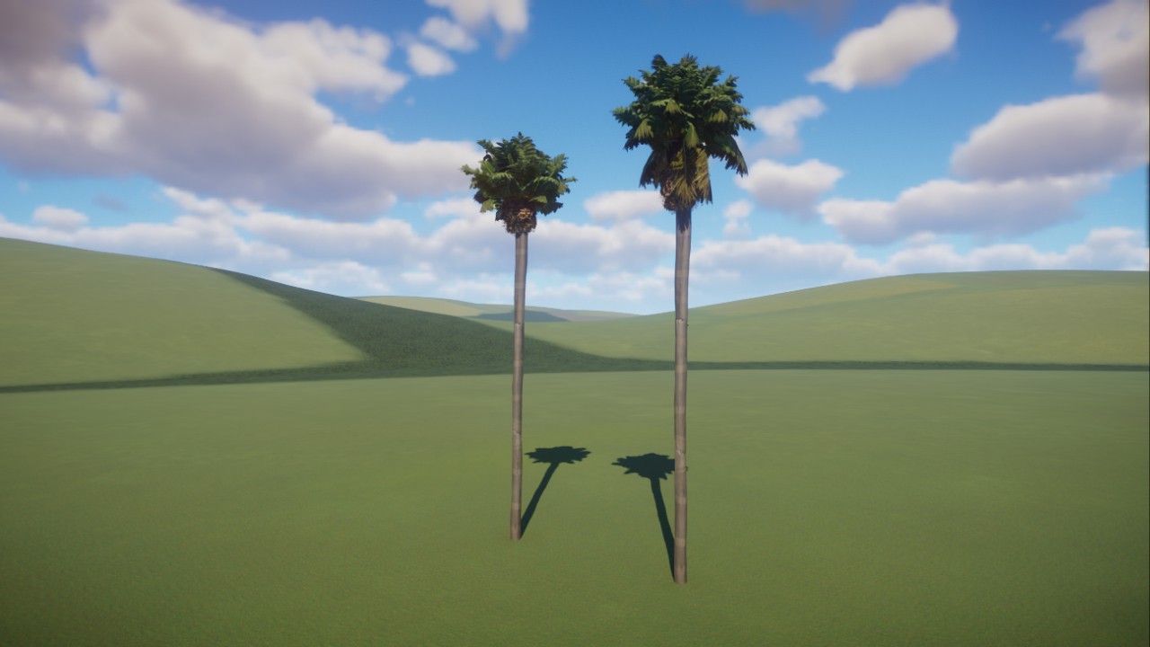 Mexican fan palm (Washingtonia robusta)