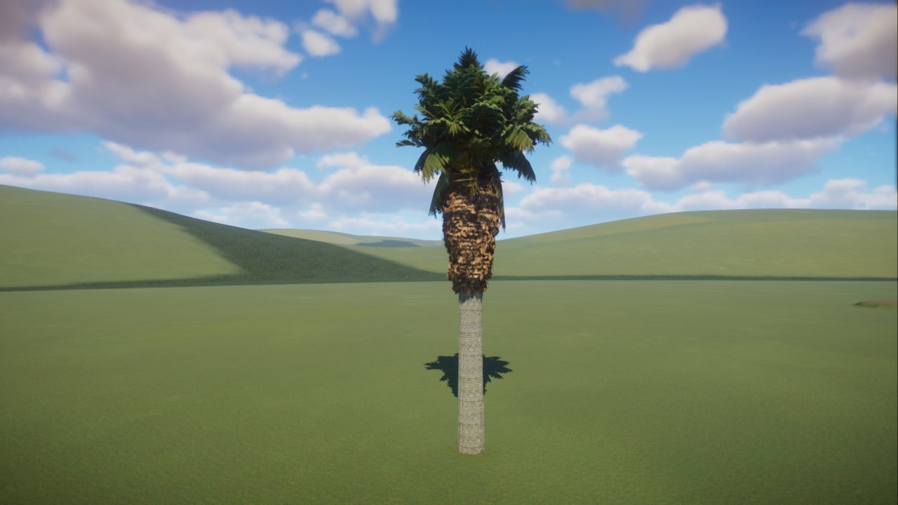 California fan palm (Washingtonia filifera)