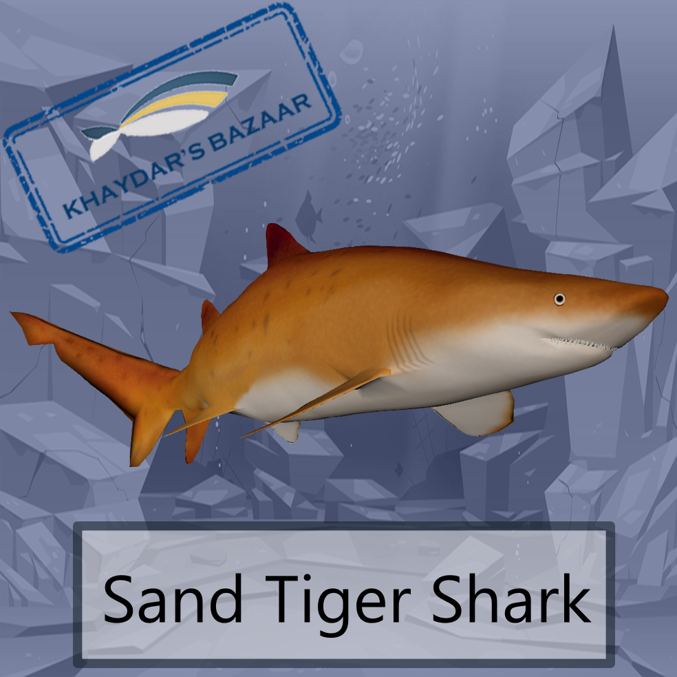 Khaydar's Bazaar - SandTiger shark