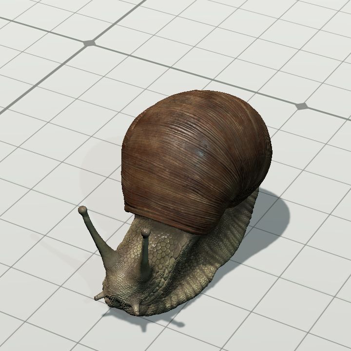 Snail