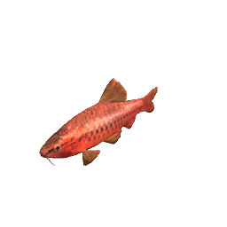 Barb - Big Cherry
