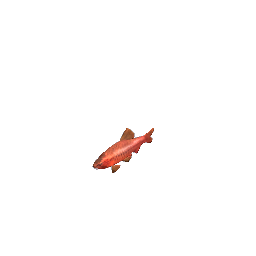 Barb - Small Cherry