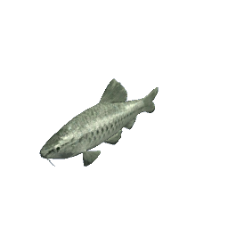 Barb - Big Silver