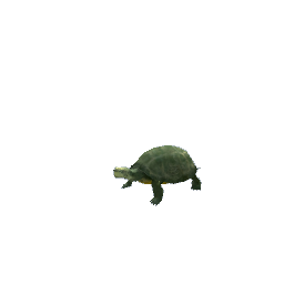 Turtle - Small Green