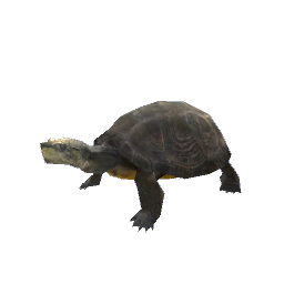 Turtle - Big Grey