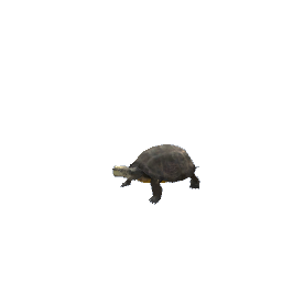 Turtle - Small Grey
