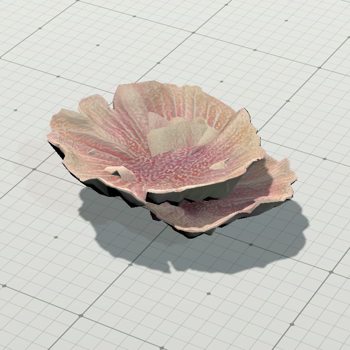 Coral3