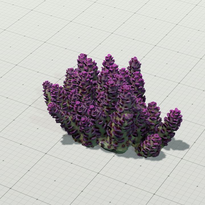 Coral4