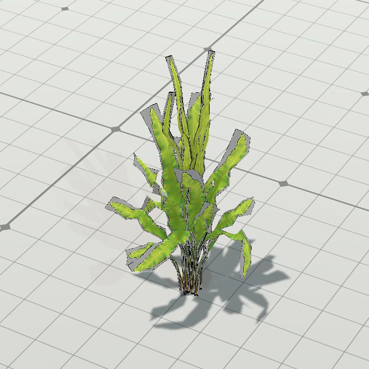 Seaweed2