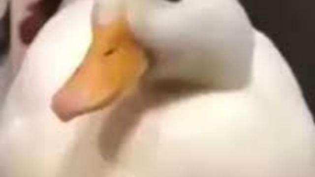 Quack disappear (replace pipebomb beep sound)