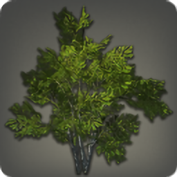 Shroud Broadleaf Tree