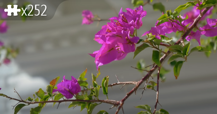Thornyfleurs