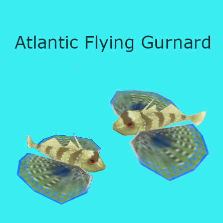 Atlantic Flying Gurnard