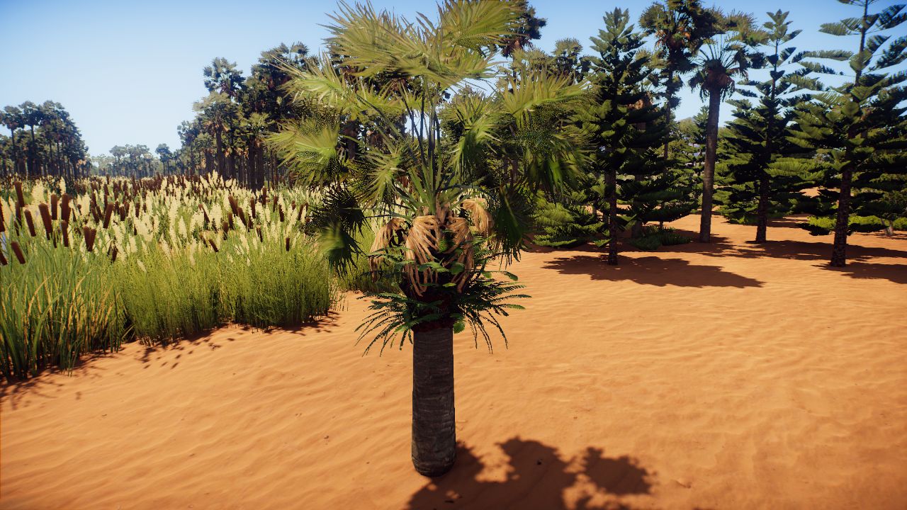 Small Cabbage palm with ferns
