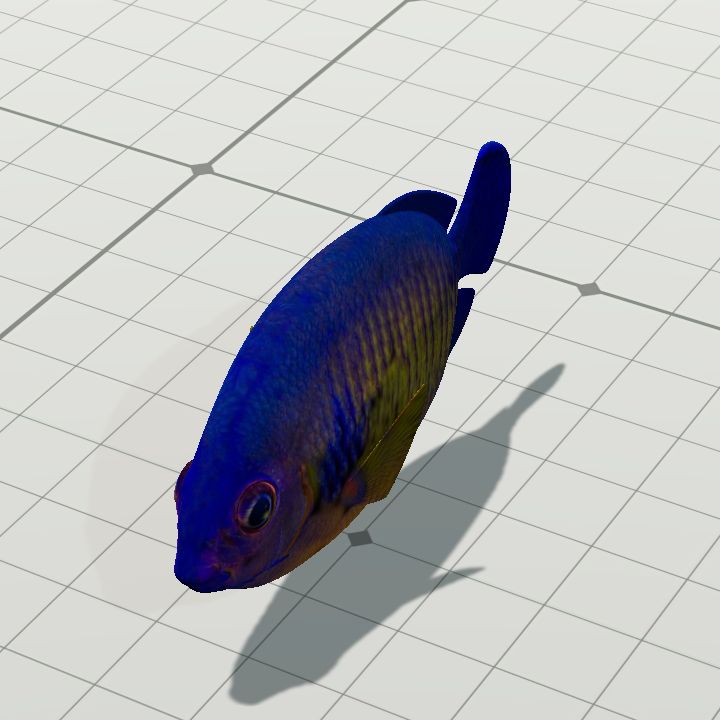 CoralAngelfish