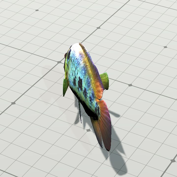 RainbowCichlid