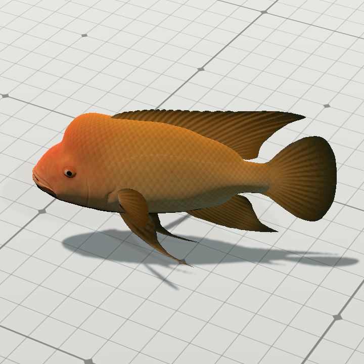 RedDevilCichlid
