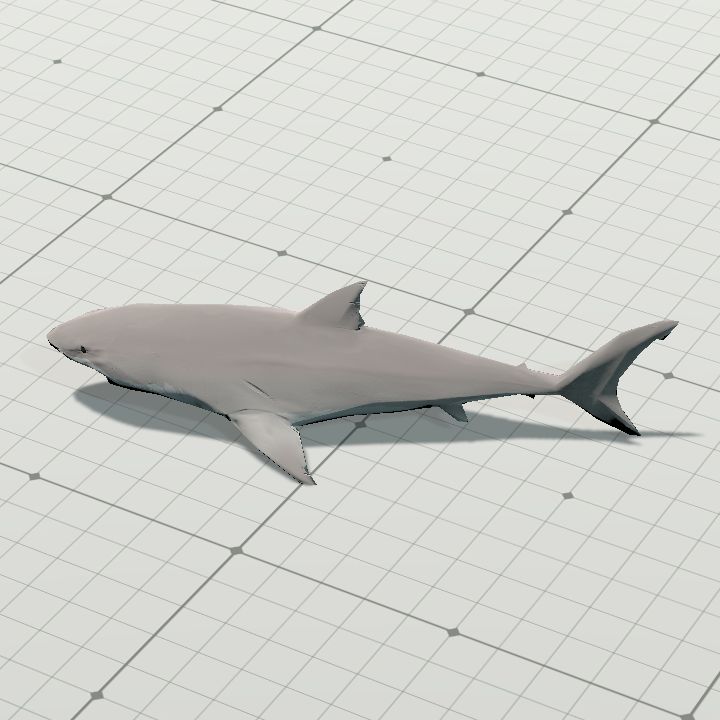 Shark White