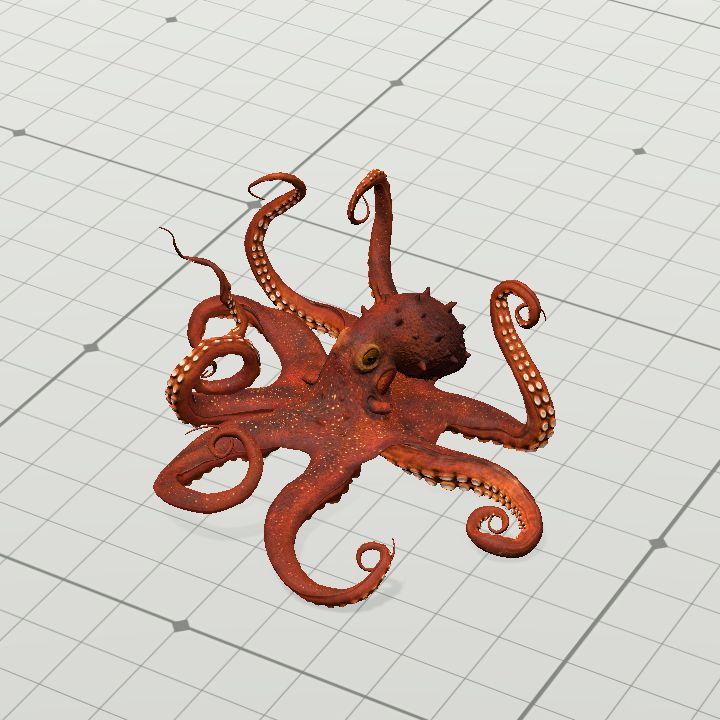 Octopus
