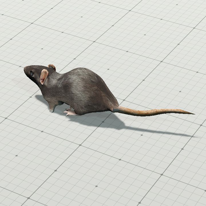 Animated Rat
